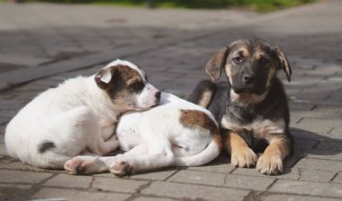 İki köpek yavrusu, biri kahverengi benekli, biri siyah, taş kaldırımda dinleniyor.