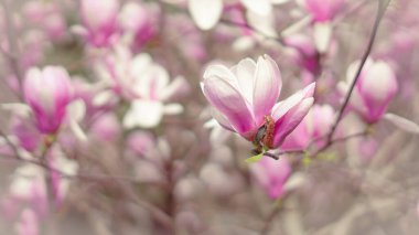 Pembe manolya çiçekleri, bahar mevsiminde bir bahçedeki dallarda çiçek açar.