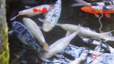 Akvaryumdaki balıklar