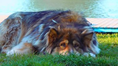 Köpek çiftleşmesi Alman çoban köpeği