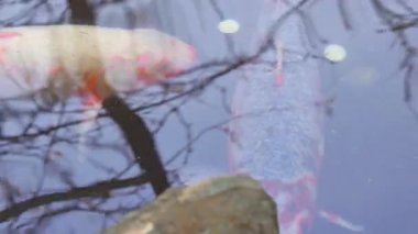 Balık nehirde yüzmek