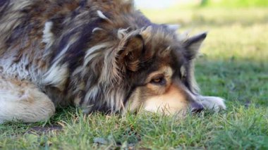Bahçede köpek portresi