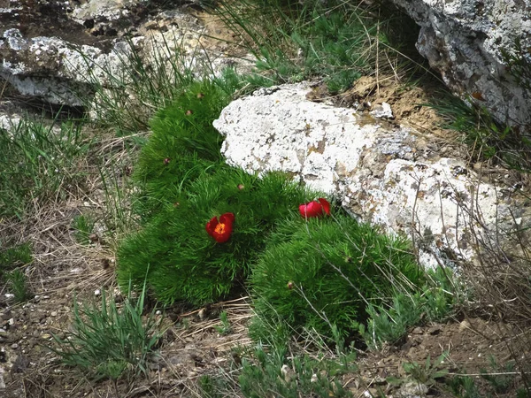 Dağ bitkisi, baharda bitkinin çiçekleri.