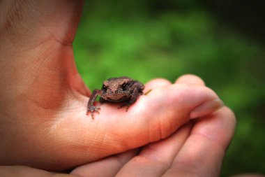 Küçük kurbağa kolunda oturuyor.