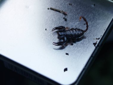 Teneke kutuda küçük siyah akrep