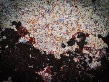 Taş bir levhanın üzerindeki liken arka planı, yosunlarla kaplı eski taş yüzey. Koyu renk liken