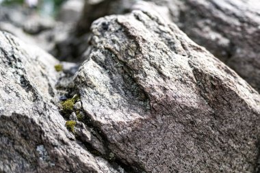 Kırmızı granit parçası. Kırmızı granit yakın çekim. Granit kaplama, granit kaplama. Açık kırmızı granit arkaplan