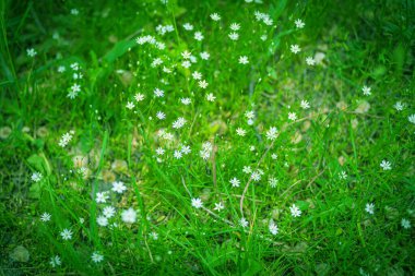 Papatya arkaplanı, çiçek açan papatya deseni. Papatyalı yeşil arka plan. Arka planda çiçek açan küçük papatyalar, bulanık arka plan.,
