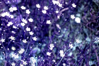 Soğuk tonda, arka planda papatyalar, papatyalar, çiçek açan papatyalar. Papatyaların yeşil arka planı. Arka planda çiçek açan küçük papatyalar, bulanık arka plan.,