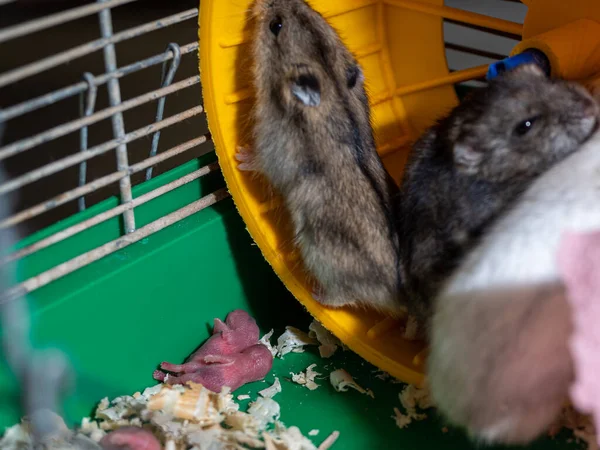 Hamsterların çizimleri daha yeni doğdu. Yaşlı hamsterlarla çevrili küçük hamsterlar..