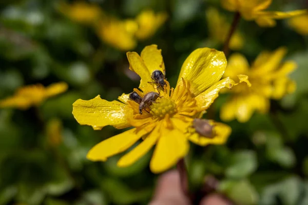 A true weevil is eaten.blurred background, selective focus, blurred background