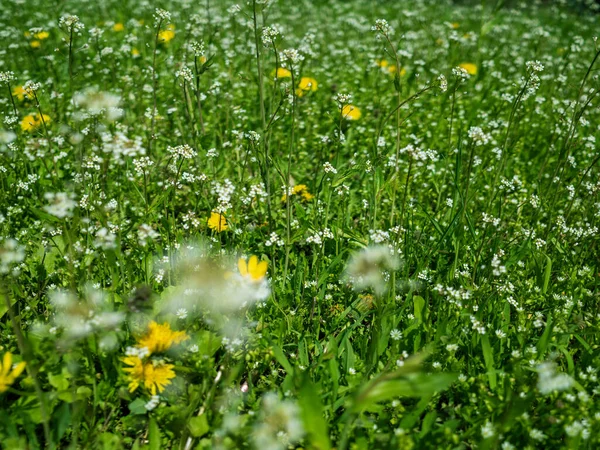 Erba Primaverile Sul Campo — Foto Stock