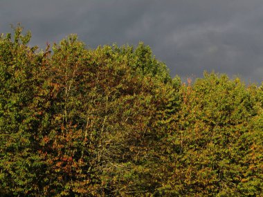 Sonbahara kadar ağaç manzarası. Yapraklar renk alıyor. Burada gökyüzü koyu gri.
