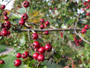 Ağaçta kırmızı böğürtlen. Sonbaharda, ağaçların meyveleri olgunlaşır.