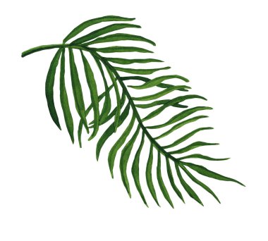 Suluboya tropikal yaprak. Beyaz arkaplanda el yapımı egzotik yaprak çizimi.