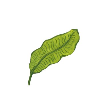 Suluboya tropikal yaprak. Beyaz arkaplanda el yapımı egzotik yaprak çizimi.