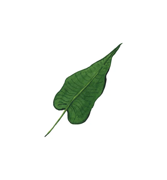 Watercolor Tropical Leaf Hand Painted Exotic Leaf Illustration Isolated White — Stock Photo, Image