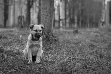 Üzgün evsiz köpek yavrusu