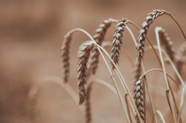 Spikelets buğday Kuru