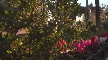 Günbatımı floverbed üzerinde