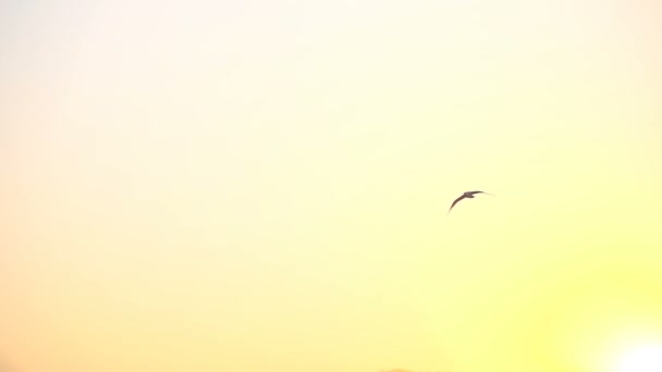 Seagull flying in the sunset sky — Stock Video