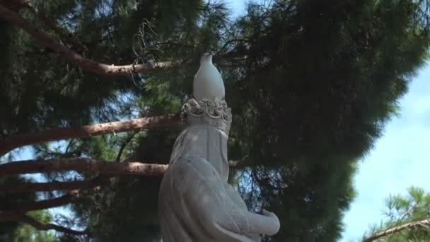 Mouette assise sur la tête d'une statue — Video