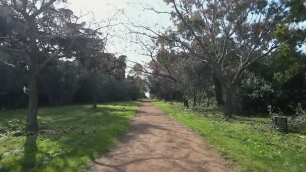 Wandelpad in bossen bos — Stockvideo