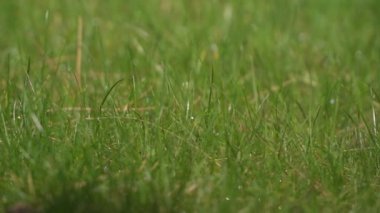 yağmurdan sonra yeşil çimenler