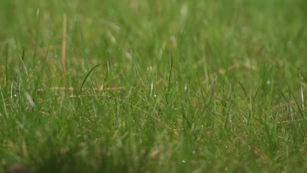 Mokrá zelená tráva po dešti — Stock video