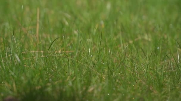 herbe verte humide après la pluie