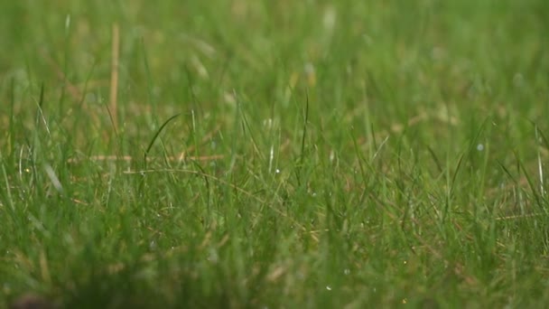 Nasses grünes Gras nach Regen — Stockvideo