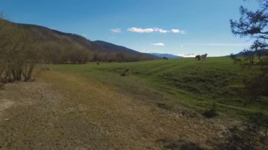 Uçan inekler otlatma ile yeşil alanın üzerinde