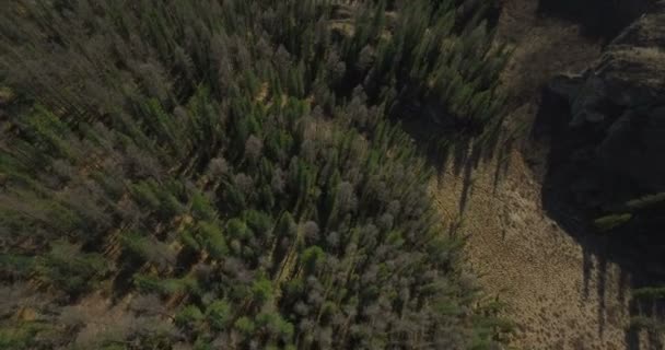 Aérea de volar sobre árboles a lago de montaña — Vídeos de Stock