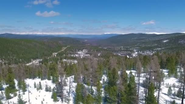 Flygande över snö träd. vinterlandskap — Stockvideo