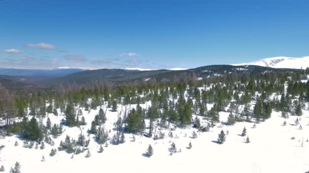 Flygande över snö träd. vinterlandskap — Stockvideo