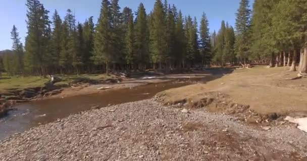 Floden i bergskog — Stockvideo