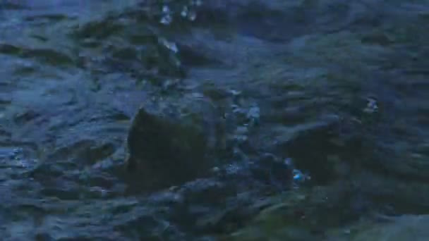 Piedra en Mountain River, Creek , — Vídeo de stock