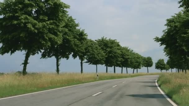 Road with trees in germany — Stock Video