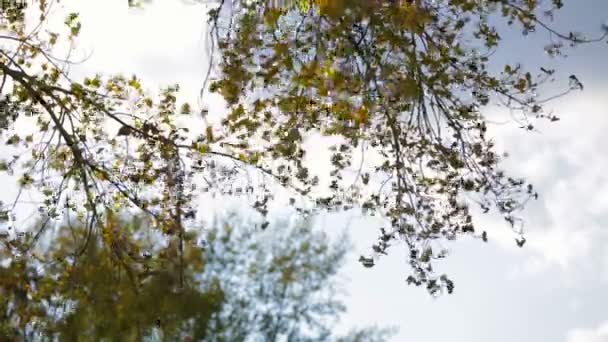 Feuilles ensoleillées d'automne dans la forêt 