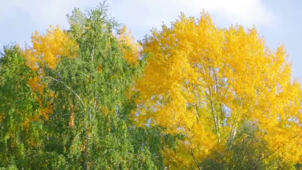 Hojas de otoño soleadas en el bosque — Vídeo de stock