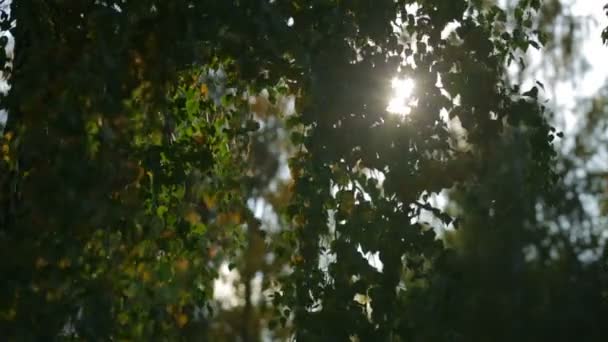 Słoneczny spadek liści w lesie — Wideo stockowe