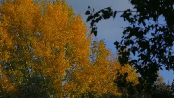 Hojas de otoño soleadas en el bosque — Vídeos de Stock