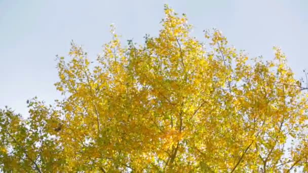 Folhas de outono ensolaradas na floresta — Vídeo de Stock