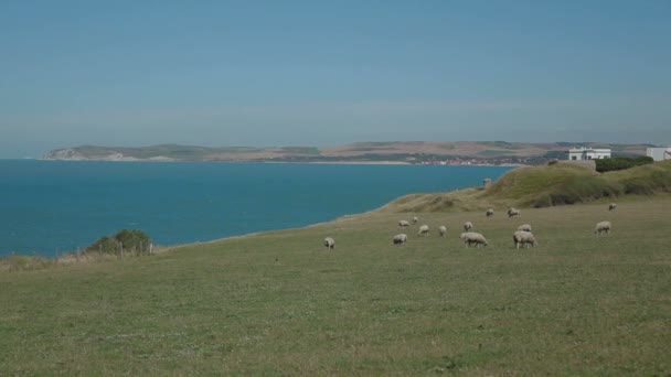 Sheeps at Normandy hills France — Stock Video