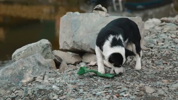 Hunden spelar på sjön, Altai — Stockvideo