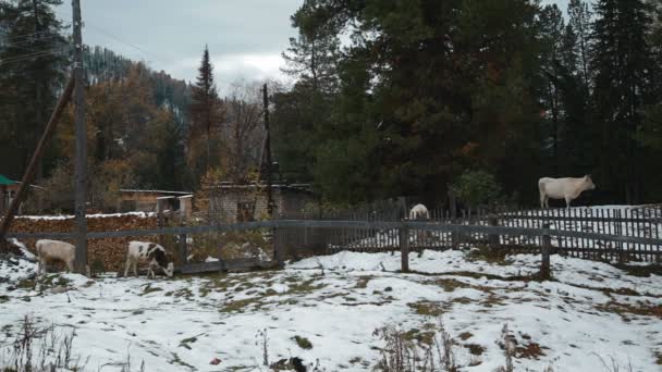 Коровы в деревне зимой, Алтай — стоковое видео