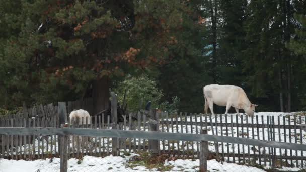 Vacas en el pueblo en invierno, Altay — Vídeos de Stock