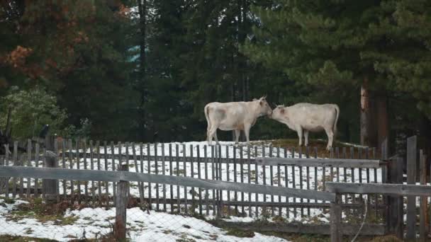 Cows in the village in winter, Altay — Stock Video