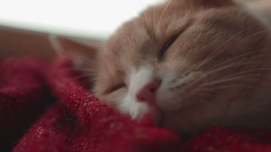 Uyku ve uyku modundan çıkarma yukarıya vasıl belgili tanımlık pencere gün batımı ile kedi arkasında