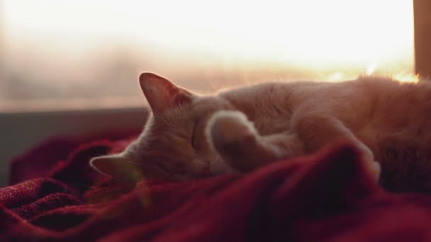 Chat dormant et se réveillant à la fenêtre avec coucher de soleil derrière — Video